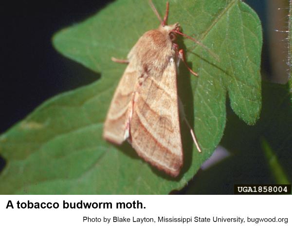 Thumbnail image for Tobacco Budworm on Ornamentals